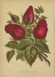 Ogrodnik Polski : Dwutygodnik poświęcony wszystkim gałęziom ogrodnictwa, 1886, R. 8, T. 8, nr 3