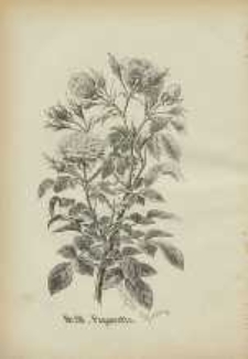 Ogrodnik Polski : Dwutygodnik poświęcony wszystkim gałęziom ogrodnictwa, 1886, R. 8, T. 8, nr 14