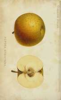 Ogrodnik Polski : Dwutygodnik poświęcony wszystkim gałęziom ogrodnictwa, 1890, R. 12, T. 12, nr 10