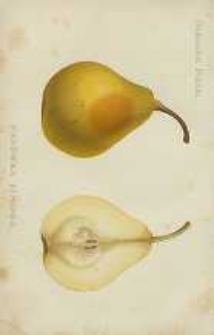 Ogrodnik Polski : Dwutygodnik poświęcony wszystkim gałęziom ogrodnictwa, 1890, R. 12, T. 12, nr 18