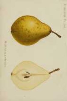 Ogrodnik Polski : Dwutygodnik poświęcony wszystkim gałęziom ogrodnictwa, 1893, R. 15, T. 15, nr 1