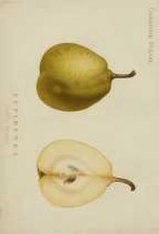 Ogrodnik Polski : Dwutygodnik poświęcony wszystkim gałęziom ogrodnictwa, 1893, R. 15, T. 15, nr 10