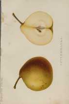 Ogrodnik Polski : Dwutygodnik poświęcony wszystkim gałęziom ogrodnictwa, 1893, R. 15, T. 15, nr 24