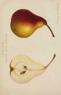 Ogrodnik Polski : Dwutygodnik poświęcony wszystkim gałęziom ogrodnictwa, 1896, R. 18, T. 18, nr 8