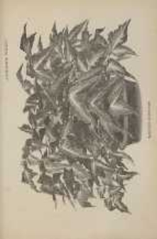 Ogrodnik Polski : Dwutygodnik poświęcony wszystkim gałęziom ogrodnictwa, 1897, R. 19, T. 19, nr 20