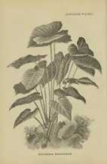 Ogrodnik Polski : Dwutygodnik poświęcony wszystkim gałęziom ogrodnictwa, 1898, R. 20, T. 20, nr 3