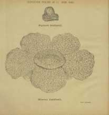 Ogrodnik Polski : Dwutygodnik poświęcony wszystkim gałęziom ogrodnictwa, 1885, R. 7, T. 7, nr 19
