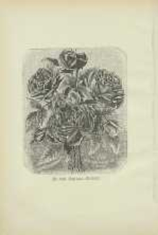 Ogrodnik Polski : Dwutygodnik poświęcony wszystkim gałęziom ogrodnictwa, 1885, R. 7, T. 7, nr 21