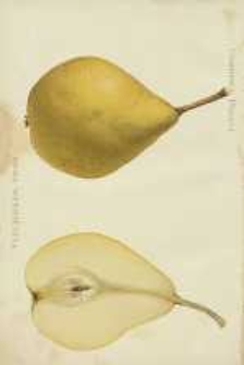 Ogrodnik Polski : Dwutygodnik poświęcony wszystkim gałęziom ogrodnictwa, 1887, R. 9, T. 9, nr 14