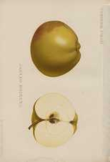 Ogrodnik Polski : Dwutygodnik poświęcony wszystkim gałęziom ogrodnictwa, 1894, R. 16, T. 16, nr 24