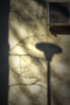 Drzewa i cienie (od podwórza biblioteki)