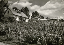 [Warka. Winnice nad Pilicą]