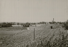 [Warka, winnice nad Pilicą]